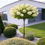 Hortenzia metlinatá (Hydrangea paniculata) ´SKYFALL´ - výška 80-100 cm, kont. C5L - NA KMIENKU